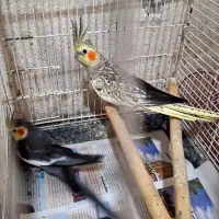 طوطی عروس هلندی|پرنده|رشت, اسماعیل آباد|دیوار