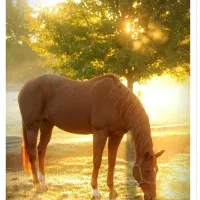 پانسیون ونگهداری ازاسب