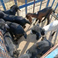 کهره و بره شیری