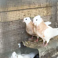 کبوتر طوقی کاکولی پاک