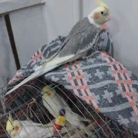 ۱جفت عروس هلندی سخنگو