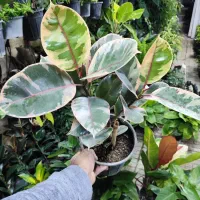 فیکوس کوچک فقط ۶۵|گل و گیاه طبیعی|اصفهان, شاه پسند|دیوار