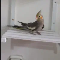 جوجه عروس ۲ماهه نر(نوک نمیگیره)