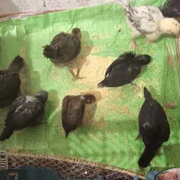 جوجه