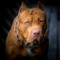 سگ پیت بول تریل امریکایی