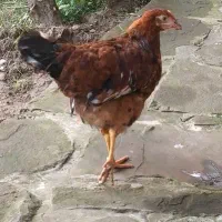 جوجه گلپایگانی