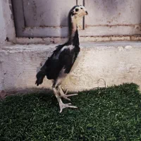 جوجه اوشامو|حیوانات مزرعه|صباشهر, |دیوار