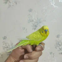 مرغ عشق نر بالغ|پرنده|اصفهان, فروردین|دیوار