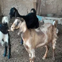 بز نروماده وبره ماده|حیوانات مزرعه|بندر ماهشهر, |دیوار