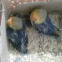 طوطی برزیلی