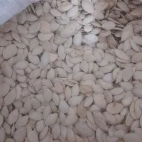 تخمه کدو|خوردنی و آشامیدنی|میاندوآب, |دیوار