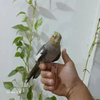 عروس ماده رام رام و کاملا سالم با تخفیف|پرنده|سنگر, |دیوار