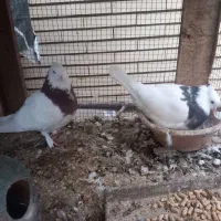 جفت کفتر طوقی|پرنده|زارچ, |دیوار