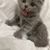 توله اسکاتیش ماده