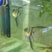 ماهی آنجل جفت خورده