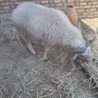 گوسفند