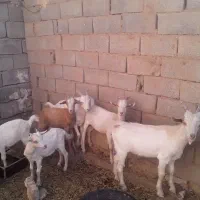 کولار سانن اصل|حیوانات مزرعه|فردوس (خراسان), |دیوار