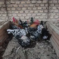 بلدرچین گلین