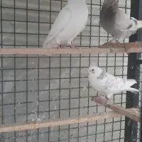 کبوترغریب گرفته