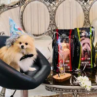 سگ پامر خرسی|سگ|بندرعباس, |دیوار