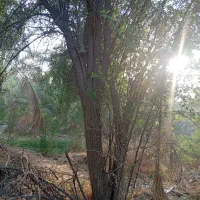 درخت رایگان