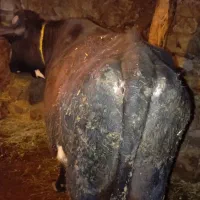 گوساله نر بدون شکم وزن بالای ۳۰۰