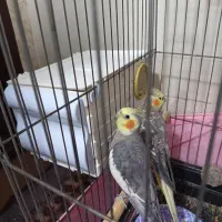 عروس هلندی های سالم و آماده جوجه کشی|پرنده|خوی, |دیوار