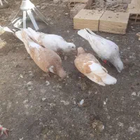 کفتر شیر زدی نر وماده درشت