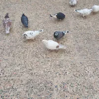 کفتر یا کبوتر معاوضه وفروش|پرنده|قدس, شهرقدس|دیوار