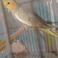 عروس هلندی|پرنده|رشت, پستک|دیوار