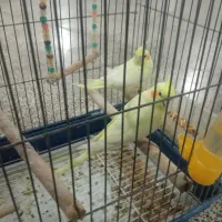 عروس هلندی با وسایل
