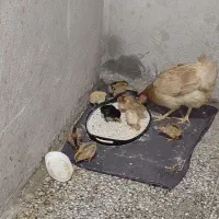 مرغ
