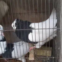 طوقی|پرنده|مشهد, سید رضی|دیوار