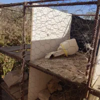 قفس کبوتر|لوازم جانبی حیوانات|نیشابور, فردوسی جنوبی|دیوار