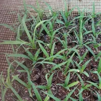 نهال آناناس خوراکی