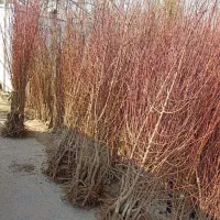 انواع نهال میوه ،پسته ،گردو،صنوبر و کبوده و.|خدمات باغبانی و درختکاری|بیرجند, |دیوار