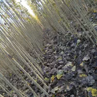 با زیر قیمت بازار میتونی نهال وصنوبر با کیفیت بخری|حراج|صوفیان, |دیوار