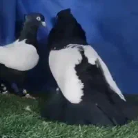 کبوتر سینه ای سیاه واکسی