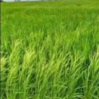 برنج درجه یک هاشمی خالص  یک دست بدونه شکسته