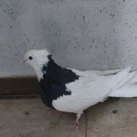 کبوتر طوقی|پرنده|شهرکرد, |دیوار