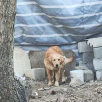 به دلیل جابه جایی شرایط نگهداری ندارم