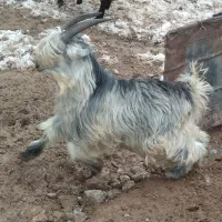 بیگ داشتی|حیوانات مزرعه|اردل, |دیوار