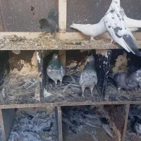 کبوتر پرشی|پرنده|هفدر, |دیوار