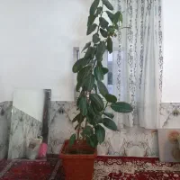 گل فیل گوش