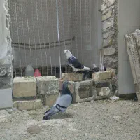 کفتر گراف سرور|پرنده|تربت جام, میان جام|دیوار