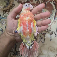 گرینچیک سرلاکی