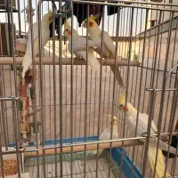 عروس هلندی لوتینو (نر ماده )