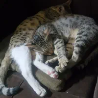 واگذاری گربه آروم وخونگی