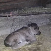 گاو با گوساله ماده