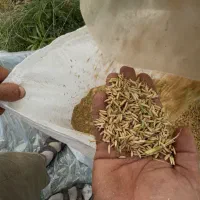 برنج هاشمی|خوردنی و آشامیدنی|تهران, سعادتآباد|دیوار